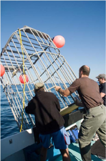 Cage Goes In The Water - Sharks In The Water